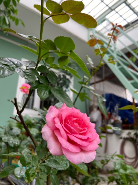 Đã mua Sp của shop nên an tâm về chất lượng.
Tiki giao hàng nhanh. OK Đã mua Sp của shop nên an tâm về chất lượng.
Tiki giao hàng nhanh. OK