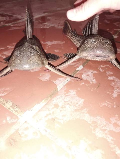 chất lượng ok sip lau thôi 1 tuấn mới nhận đc hàng