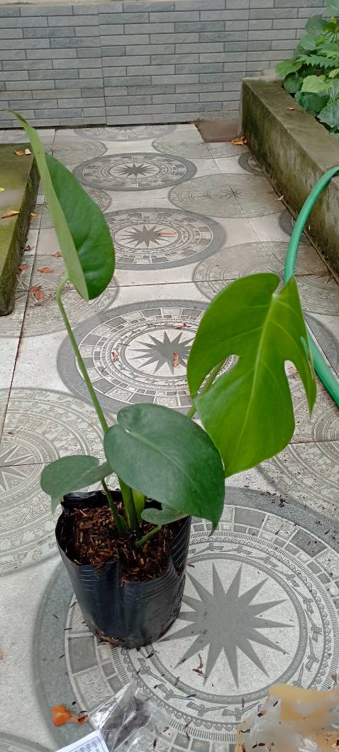 Gửi từ nam ra bắc mà cây vẫn tươi