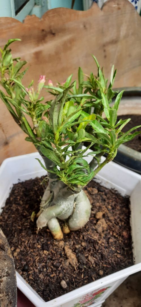 Tạm chấp nhận, cây có vẻ nhỏ và ko được tươi lắm. Thôi cho 5sao luôn cho nhà vườn vui hỉ ?