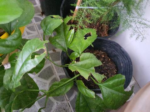 Shop có tặng ít phân, cây chuối hơi nhỏ, bị cháy nhẹ, nhưng nhìn chung ok. Giá mềm nên cây nhỏ theo, chăm cũng hơi lâu.