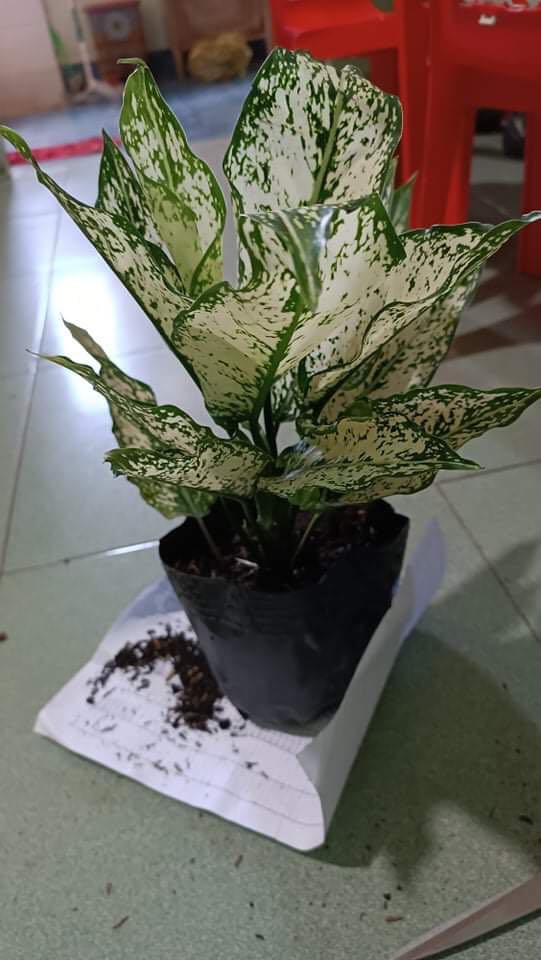 Shop soạn hàng nhanh, giao hàng cũng nhanh. Đóng gói chắc chắn, cây đẹp, to hơn m tưởng.