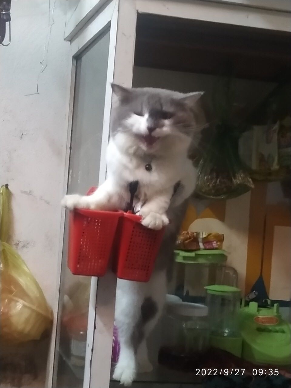 Tắm cho *** mèo bao sạch bao thơm. Ko bị mùi hôi