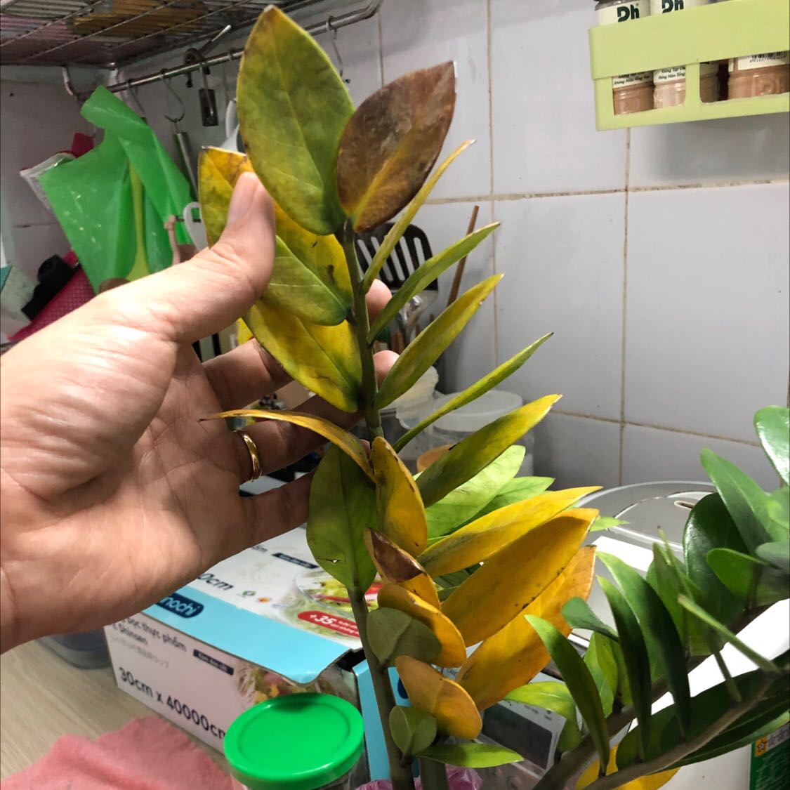 Lá úa vàng , các cây đều gãy cành hết