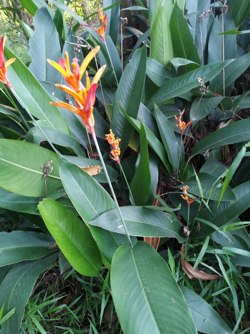 sản phẩm OK . nhưng đeo. cả ngày khá đau tai