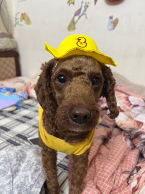 Loại này mình mua nhiều lần rồi. Giá tốt và chất lượng. Mua về cho cún ăn mỗi 3 tháng lần là ko sợ ve hay bọ chét. Hài lòng