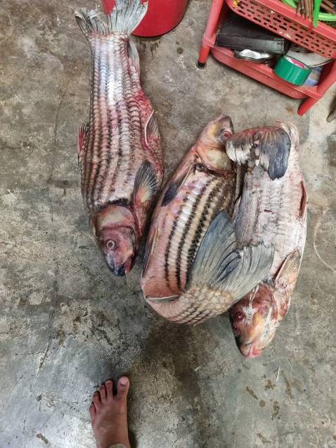 Hàng đóng gói cẩn thận, giao hàng nhanh, chưa dùng nên chưa biết tn