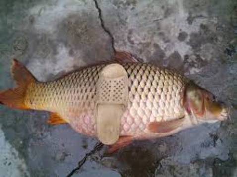 Cần ok đùng ổn shop còn tặng nhiều cước mọi người lên mua nha ok