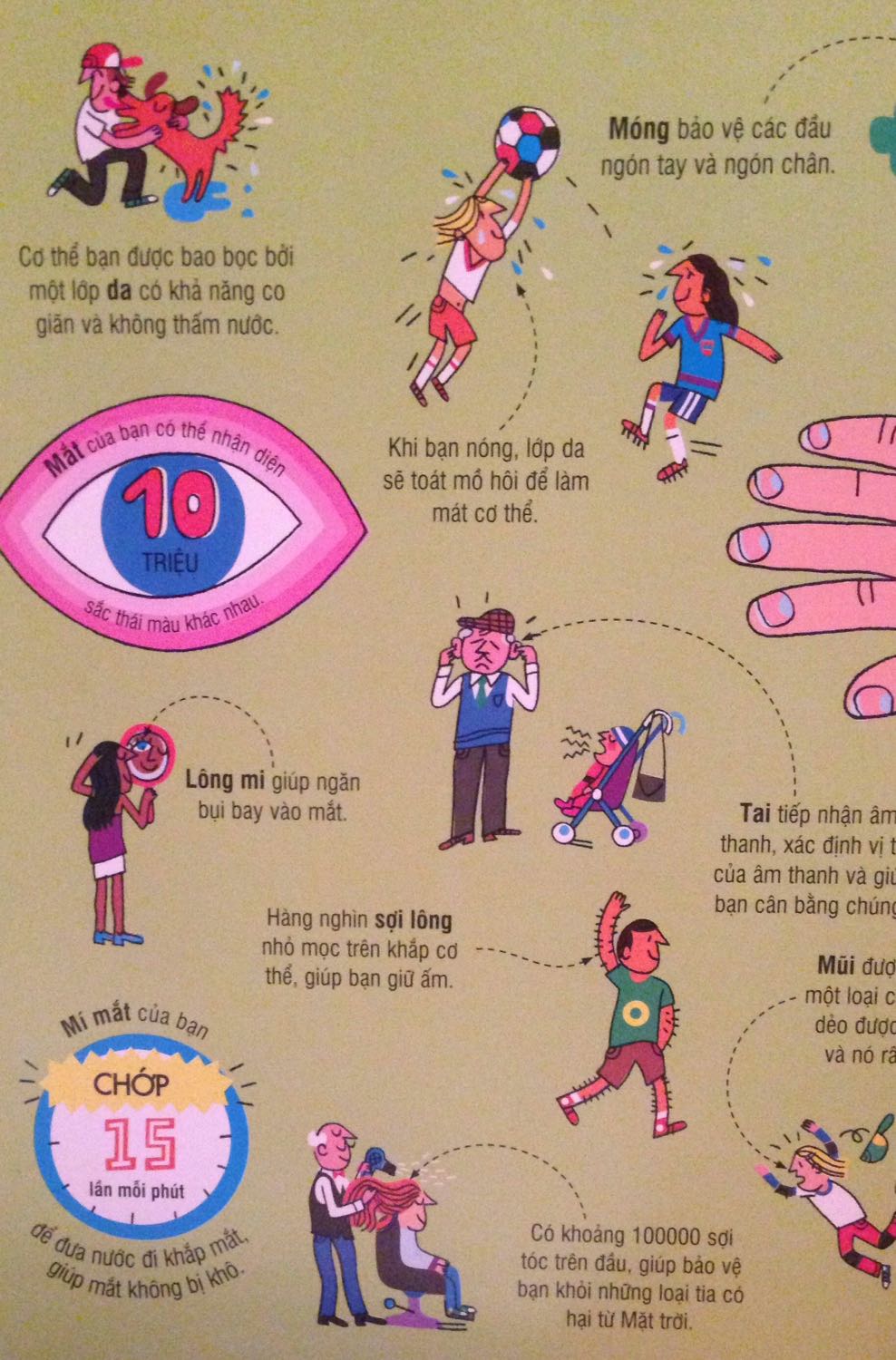 Các bé nhỏ thích sách này vì màu sắc đẹp, ít chữ.  Nội dung chủ yếu cung cấp vài thông tin cơ bản về các bộ phận và chức năng cơ thể. Chất lượng in tốt. Phù hợp các bé buổi đầu tìm hiểu cơ thể người một cách dễ chịu vì thông tin ngắn gọn, vẽ rất đẹp và sinh động.