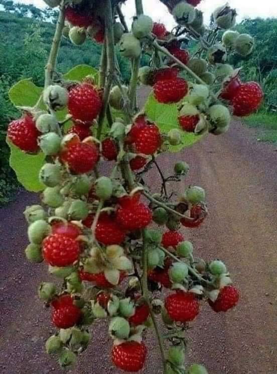 Chưa sử dụng nên chưa rõ chất lượng