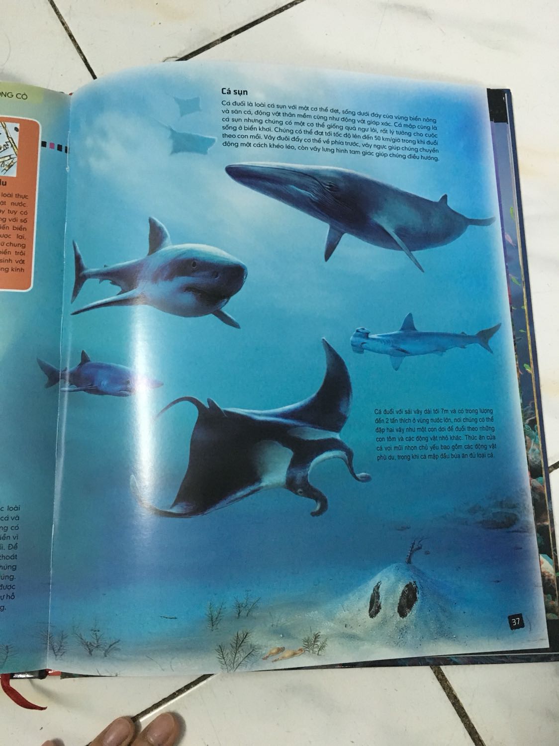 Giấy đẹp, hình ảnh sáng!
Dày 63 trang
Rất ok so với giá bỏ ra!