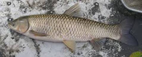 Tốt hoàn hảo nhưng tại vì cái tai quay hơi yếu nên chải nghiệm ko được tốt