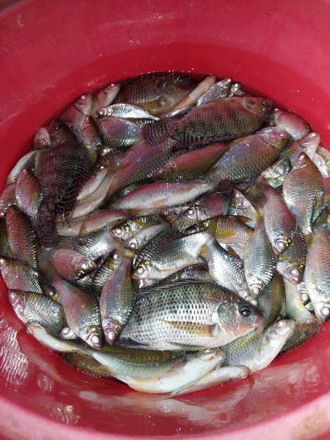 Sản phẩm đúng hình chất lượng vừa giá tiền mà thấy ko chắc chắn:)