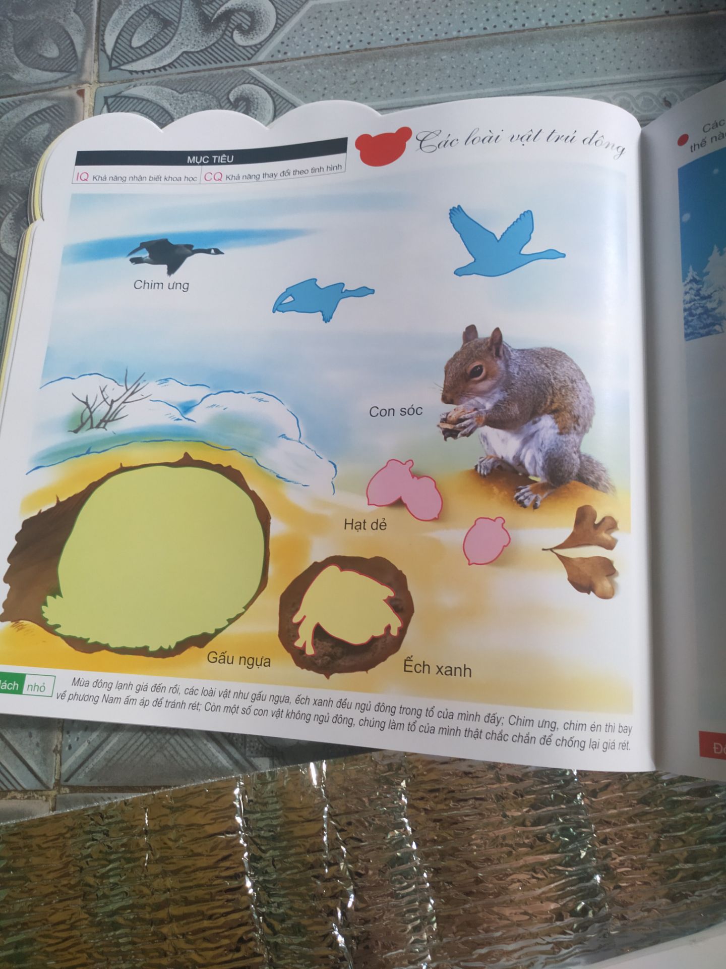 Mình chọn đúng chủ đề về hao, màu sắc  rực rỡ luôn. Hình ảnh rõ nét, màu sắc chân thực, đầy đủ các loại hoa quả, gồm hình ảnh, ,tiếng anh, phiên âm, tiếng việt. Bé nào thuộc trí thông minh về hình ảnh thì quá tuyệt luôn. Sách khổ lớn, bìa dày, dễ lật giở. Một món quà tuyệt vời cho các con. Rất hài lòng.