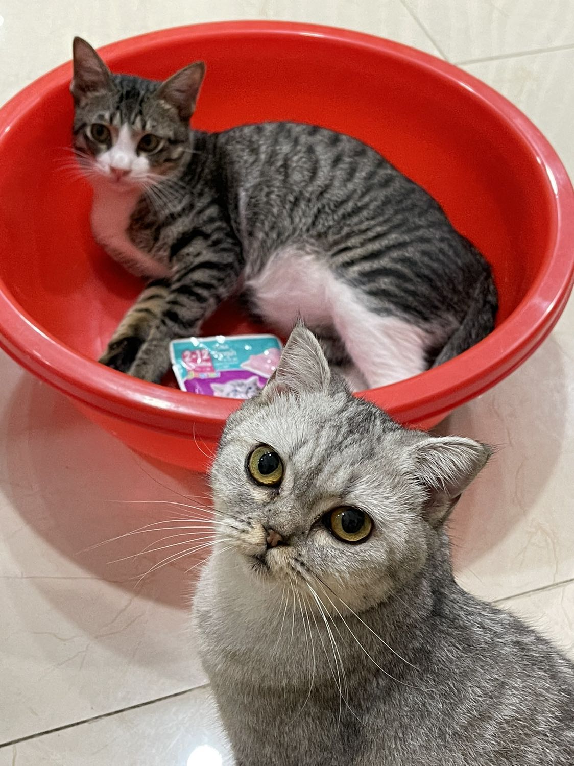 Pé Điệu và Nị nhà mình rất thích., Mình tập cho 2 em từ Mlem Mlem là được ăn Pate., 2 em nghe là biết ngay sắp dc ăn món yêu thích.