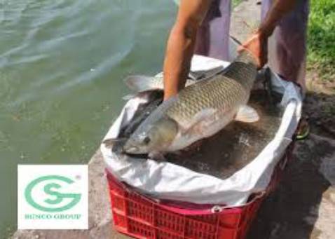 Đẹp nhà mpji ngueoif giá cũng rẻ nữa nên mua nha gdiwos Đẹp nhà mpji ngueoif giá cũng rẻ nữa nên mua nha gdiwos