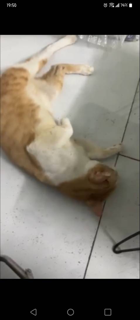 Sp tốt ạ, hình ảnh mang tính chất minh họa ạ. Sp tốt ạ, hình ảnh mang tính chất minh họa ạ.