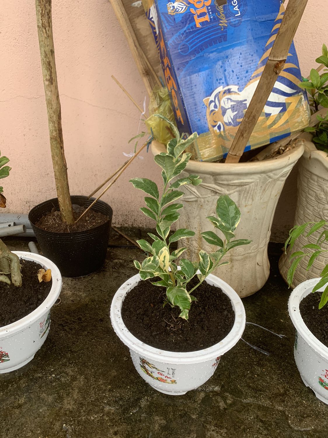 Cây đúng như hình thấy rể khoẻ mong cây mau lớn