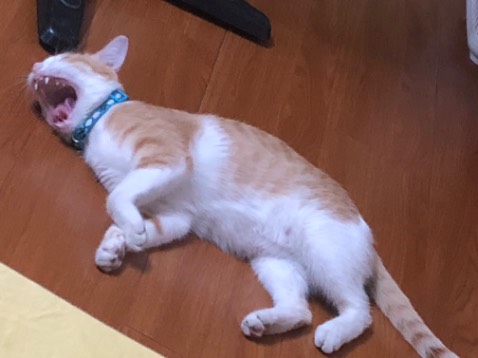 truyện phù hợp cho mọi lứa tuổi, in đẹp có hình ảnh minh hoạ sinh động