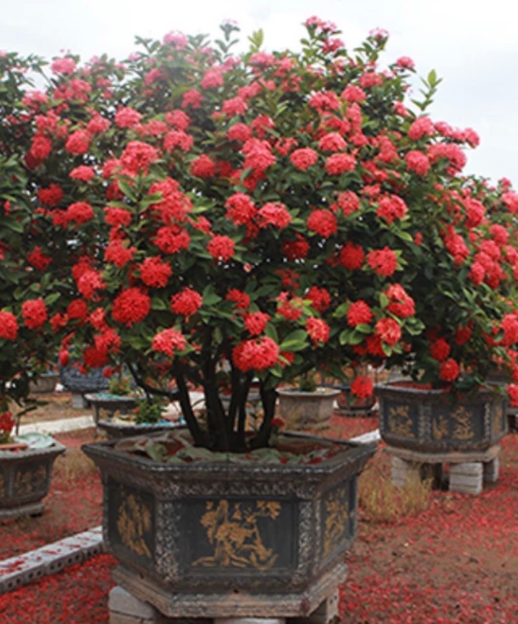 Chất lượng tạm ổn, hơi yếu, chịu khó bẻ cong cần đừng vươn quá dài thì dùng được