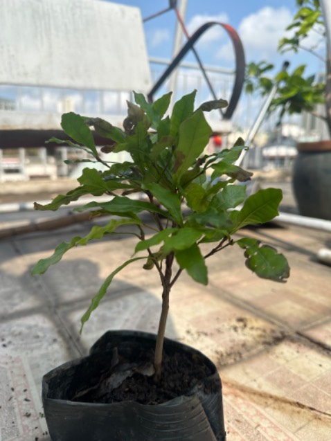 Lá hơi héo 1 chút, cây cứng cáp