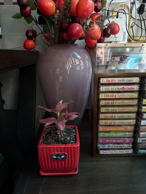 Cây nhỏ xíu không ngờ luôn, cao chưa đến 10 cm, rất khác xa hình