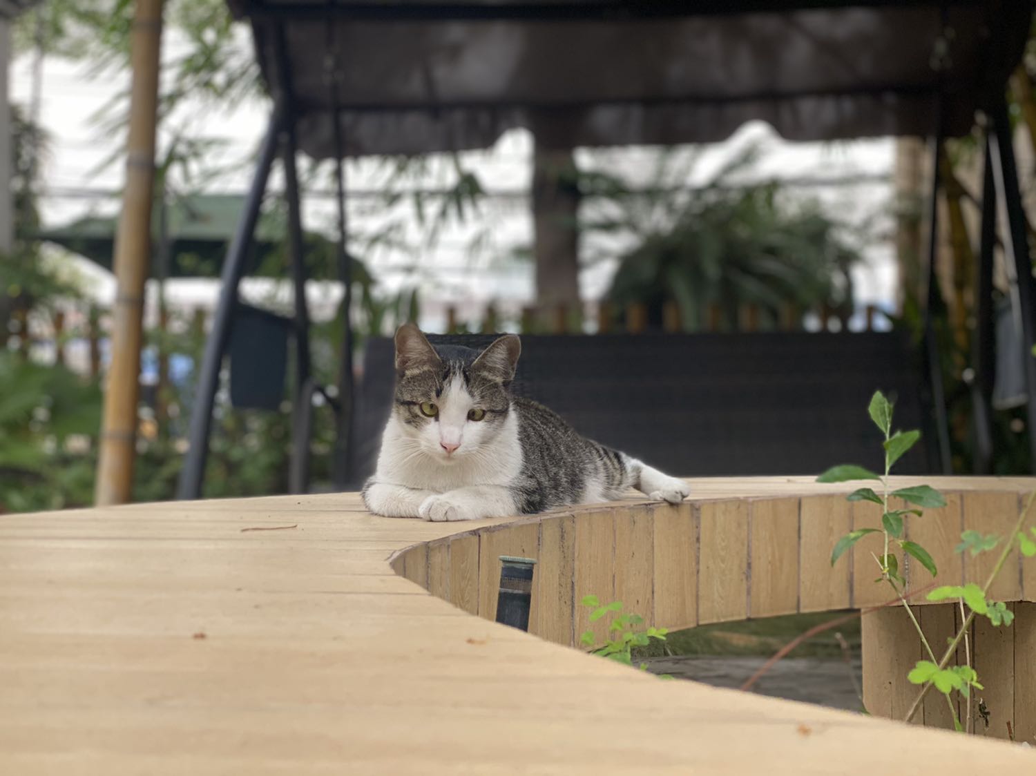 Xài cũng được, có điều phải cắt nhỏ hành tỏi ra, chứ không kẹt lưỡi dao kéo dây ko được, nhỏ gọn, ko chiếm diện tích là 1 điểm cộng