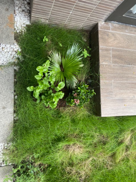 Cây xanh, tuy hơi nhỏ. Nhà mình trồng đc 3 tuần rồi ok