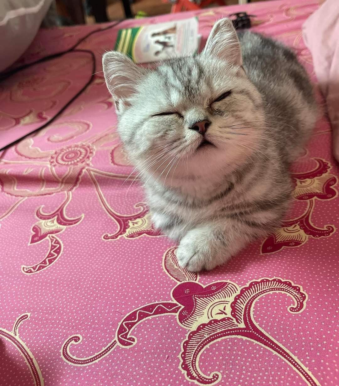 Phong cách thể thao, vải bền.