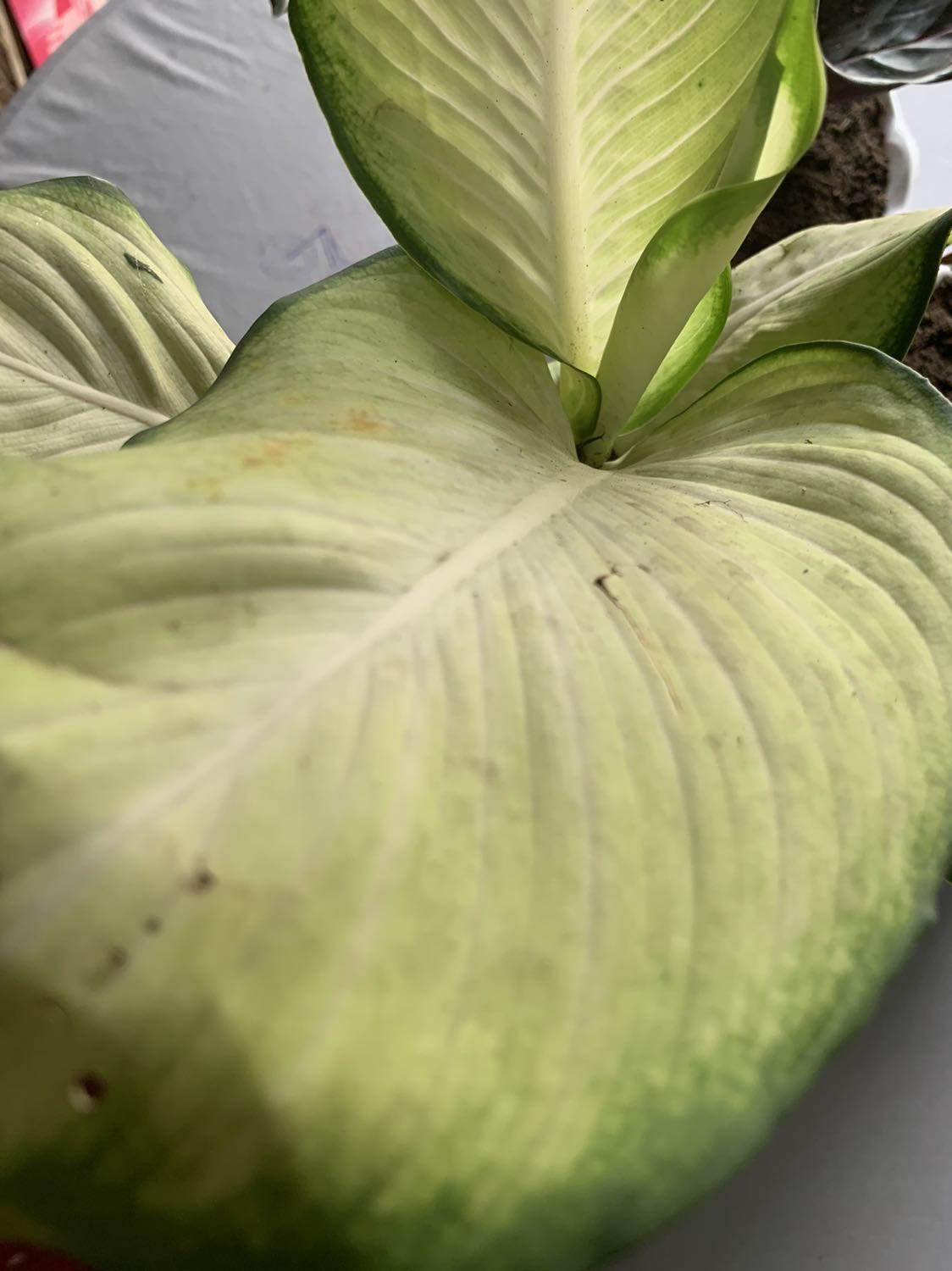 Shop giao hàng nhanh. Cây to khoẻ, hài lòng