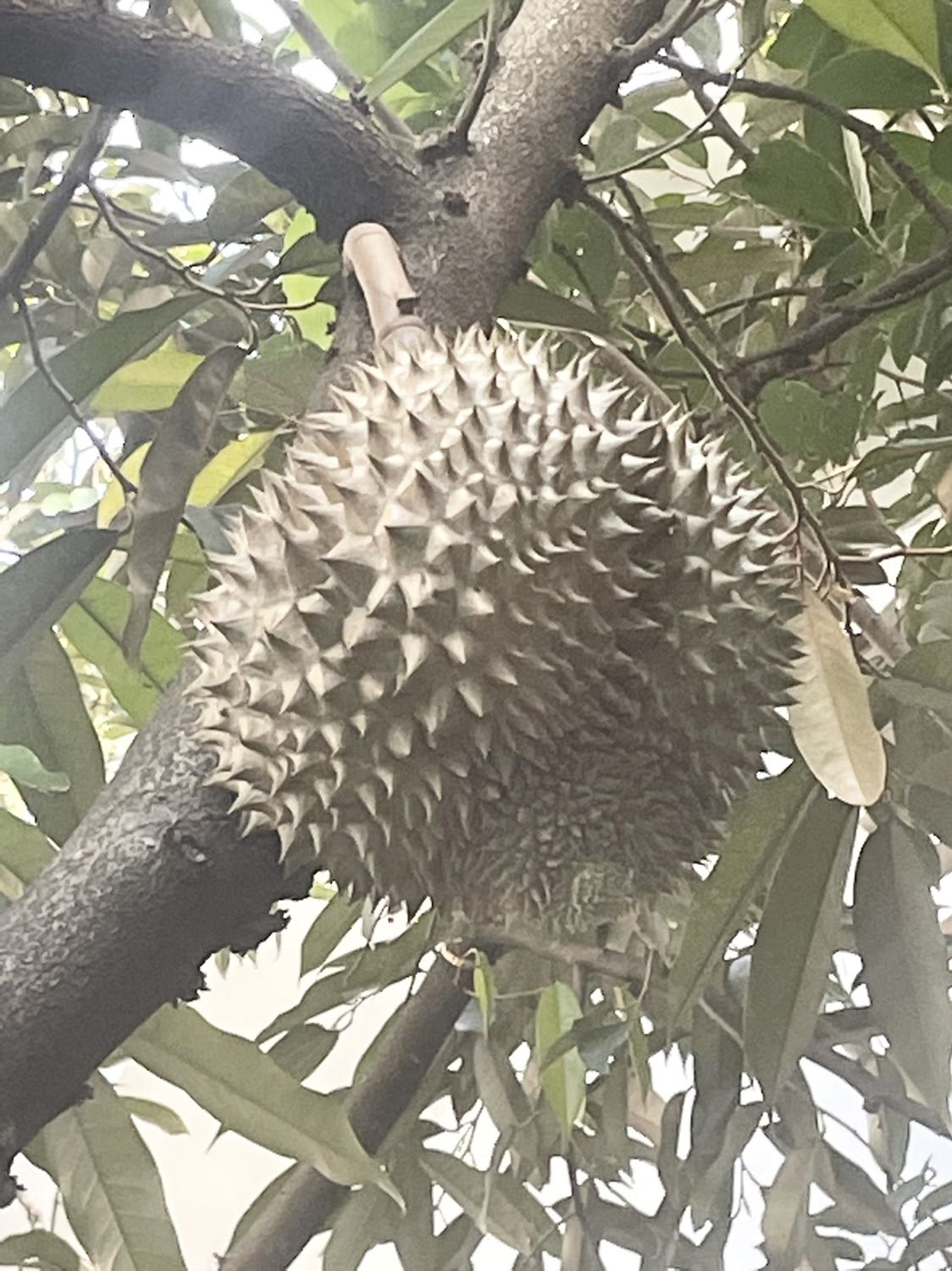 San pham tot trong tam gia toi hai long voi san pham nay do nha