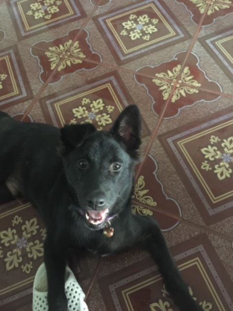 Tắm cho cún thấy bớt nấm ghẻ.