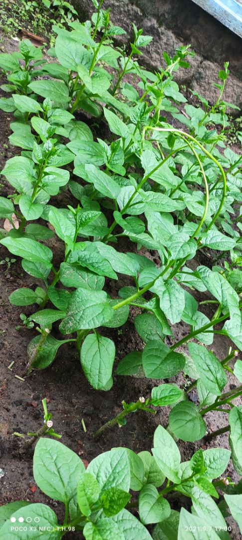hạt lên mầm khá oke. lá ban đầu to, nấu canh thịt bằm bồ ngót, mướp và mồng tơi thì ối giồi ôi luôn.
cắt ăn đợt đầu xong thì các mắc lá nảy chồi và..  vàng úa, ko phát triển nữa. chắc do thiếu phân.
đánh giá chung: khá tốt