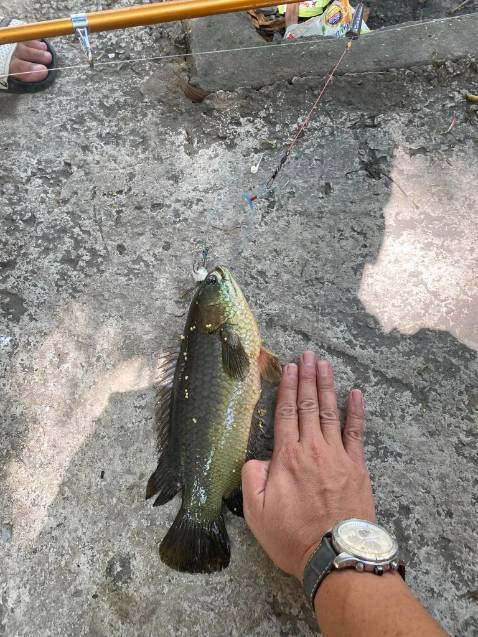 nói chung chất lượng ok