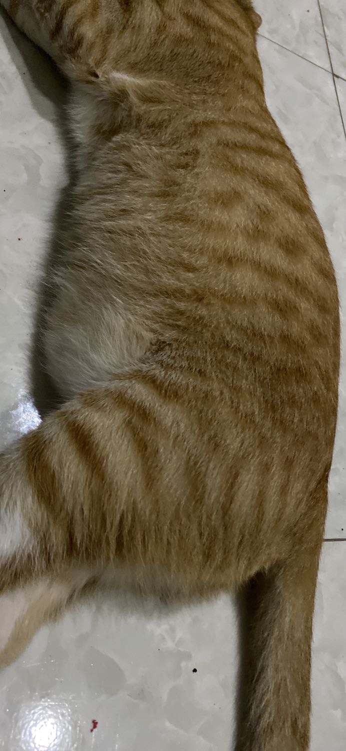 Mi Mi nhà mình rất thích ăn hạt luôn ạ, mới 6 tháng tuổi mà 4,6kg rồi ạ Mi Mi nhà mình rất thích ăn hạt luôn ạ, mới 6 tháng tuổi mà 4,6kg rồi ạ