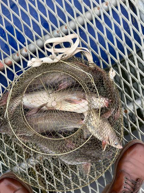 Hình ảnh chỉ mang tính chất minh họa tuyệt vời hgf