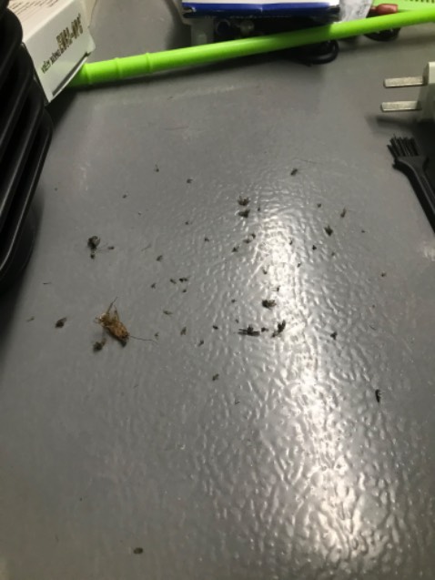 Dùng được 5 đêm bắt được nhiêu đây, muỗi vẫn chưa bắt được hết. Sáng còn vài con có thể nhiệt độ chưa thu hút được 100% muỗi trong phòng. 
Ai mua dùng thì lưu ý tắt hết đèn để dùng ok.