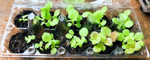 Hạt giống chất lượng tốt. Cây con bắt đầu lên màu tím đỏ sau 22 ngày ươm. Hạt giống nhiều & ngày sản xuất cũng khá mới (2020.Nov).