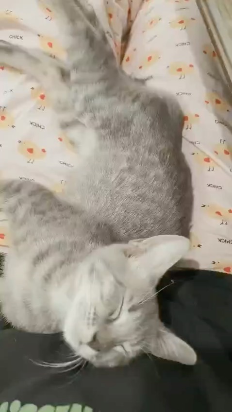 Chất liệu chắc chắn kiểu dáng bền đẹp dùng ổn giao nhanh Chất liệu chắc chắn kiểu dáng bền đẹp dùng ổn giao nhanh