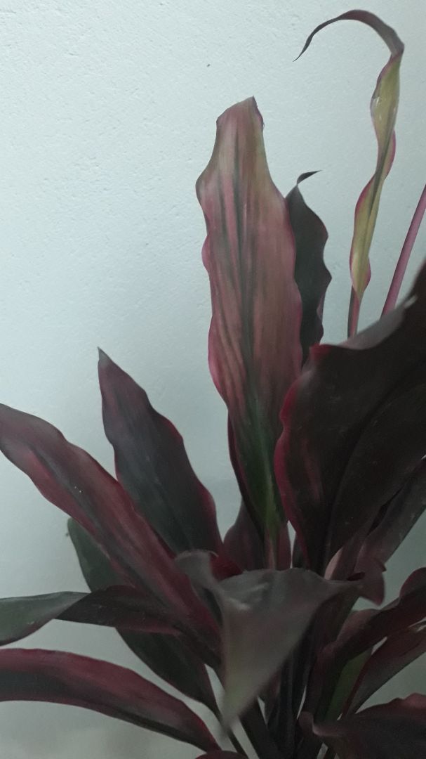 cây này y hình, do vận chuyển xa nên hơi héo chút nhưng không sao