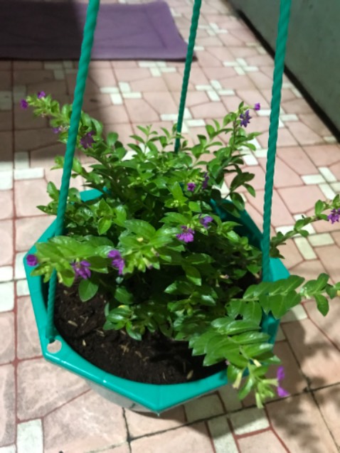 Giao cây rất xanh tươi đóng gói rất cẩn thận