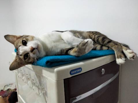 giá mềm hơn nhiều loại hạt khác. nhiều vị để lựa.
Mình mua bịch loại vừa, ăn hết đổi vị cho meo meo nhà mình không bị chán.
Thấy tụi nhỏ cũng khoái giá mềm hơn nhiều loại hạt khác. nhiều vị để lựa.
Mình mua bịch loại vừa, ăn hết đổi vị cho meo meo nhà mình không bị chán.
Thấy tụi nhỏ cũng khoái