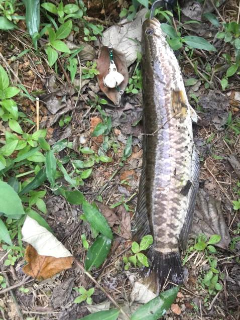 Đã nhận dc cần nhưng còn phải *** thêm mới biết dc. Thank shop