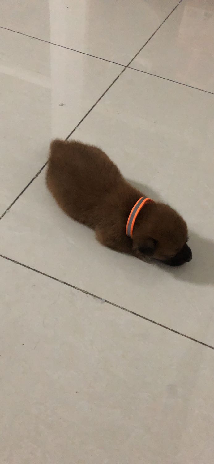 Giao hàng nhanh, dây đeo cho cún nhỏ de thương, có thể tuy chỉnh vòng theo kích cỡ Giao hàng nhanh, dây đeo cho cún nhỏ de thương, có thể tuy chỉnh vòng theo kích cỡ