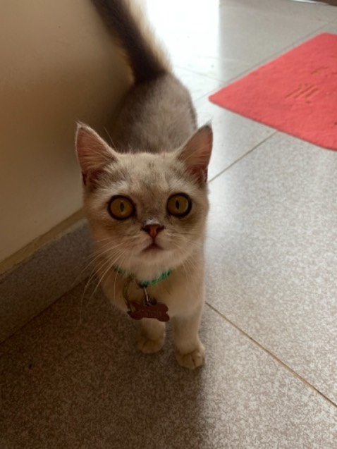 Cuối cùng cũng nhận được hàng
 Săn sale nên dk giá rẻ. Nhìn cũng ok phết. Màu đẹp. Hàng giống hình mô tả. Sấy cũng khá mạnh nha. Nhìn xịn xò lắm luôn ❤️❤️