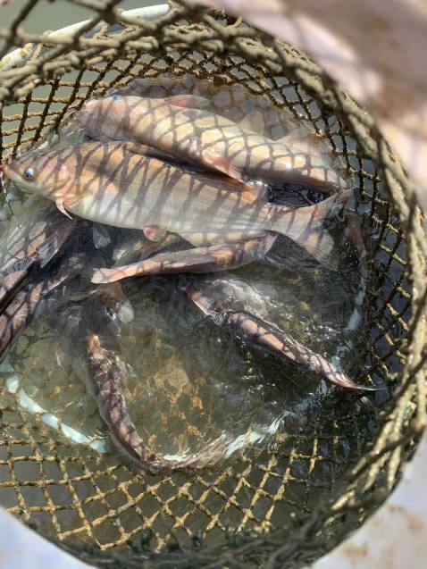 Giao hàng hơi lâu. Sản phẩm ok so với mức giá. Giao hàng hơi lâu. Sản phẩm ok so với mức giá.