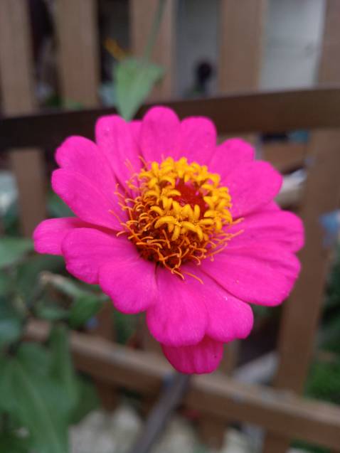 Xay mịn, tiện lợi. Có chức năng hoạt động khá êm, có chức năng khá ồn.