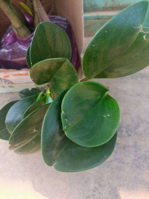 Giống cây trồng như miêu tả, cây khỏe, dễ chăm sóc.