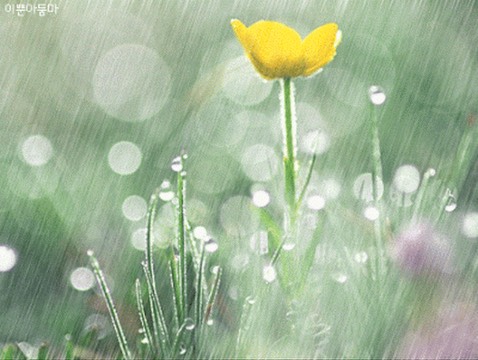 Ổ nha mọi người