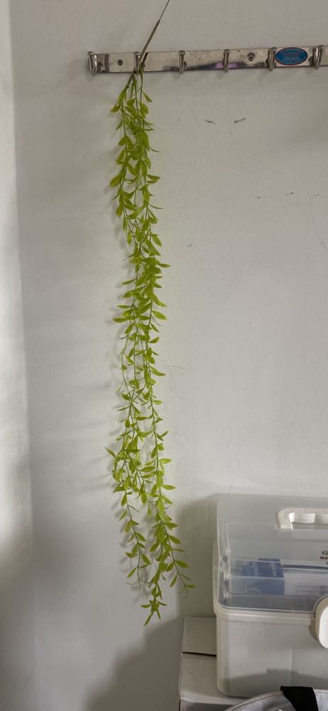 Dây ngắn đúng 1m, nhưng do lá nhỏ nên cảm giác ngắn hơn một chút. Thích hợp nhất là treo nhiều dây thành rèn.